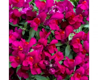 (п.ф.) Львиный зев Кэнди Шауерс Дип Парпл, 100 шт (№6-106)