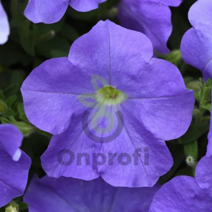 (п.ф.) Петуния Изи Вейв Лавендер Скай Блю F1, 100 драже (№9-4-116)