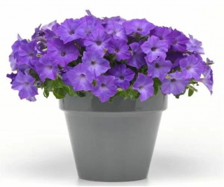 (п.ф.) Петуния Изи Вейв Лавендер Скай Блю F1, 100 драже (№9-4-116)