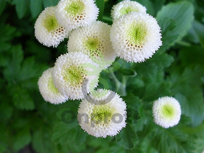 (п.ф.) Матрикария Вегмо Экстра Сноубол, 1000 драже (№6-211)