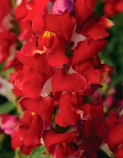 (п.ф.) Львиный зев Снапшот Ред Биколор, 250 шт (№6-221)