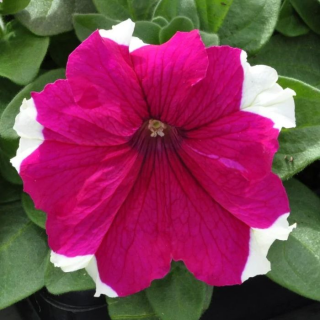 (п.ф.) Петуния Дримс Роуз Пикоти, 1000 драже (№9-4-211)