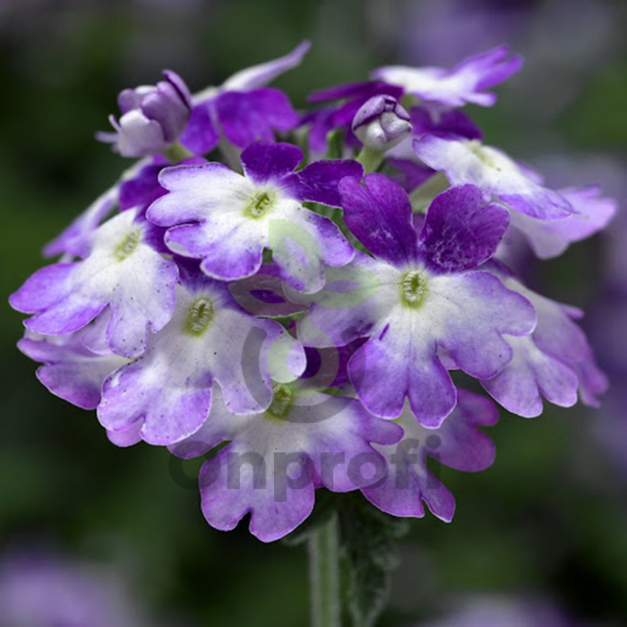 (п.ф.) Вербена Тускани Твистер Парпл Шейдс F1,