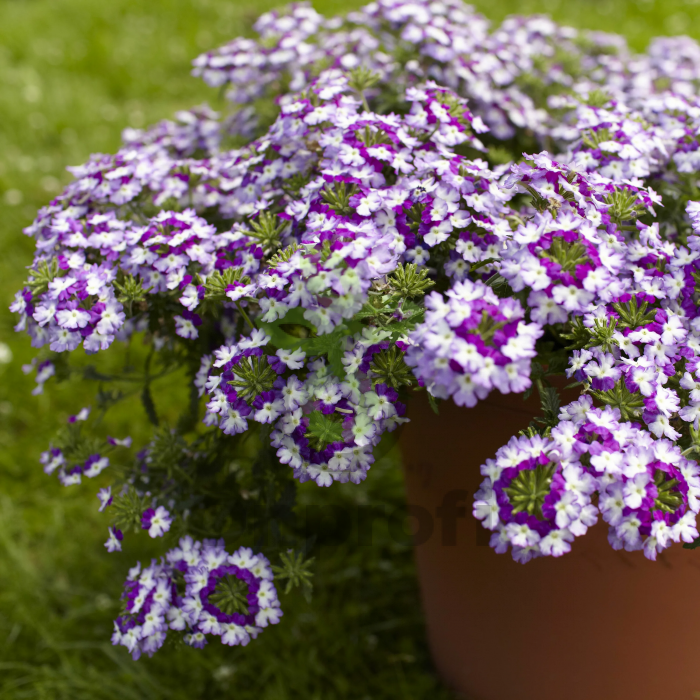 (п.ф.) Вербена Тускани Твистер Парпл Шейдс F1,