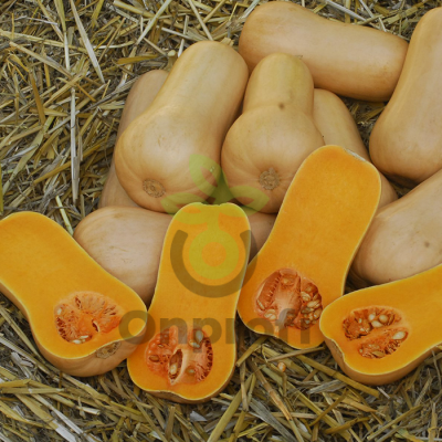 Тыква Плуто F1,