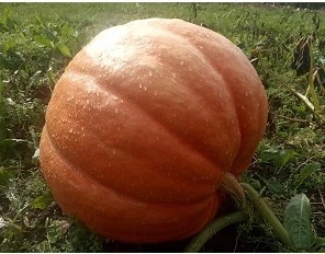Тыква крупноплодная Большой Макс, 5гр (фасовка)