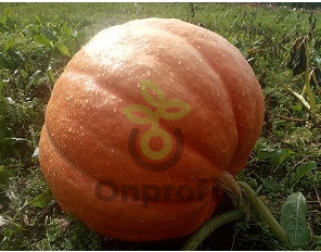 Тыква крупноплодная Большой Макс, 5гр (фасовка)