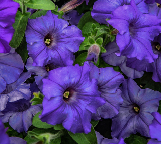 (п.ф.) Петуния Ура Блю, 100 шт (№9-5-43)