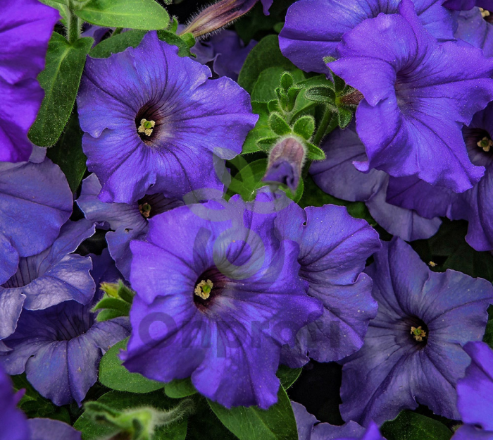 (п.ф.) Петуния Ура Блю, 100 шт (№9-5-43)