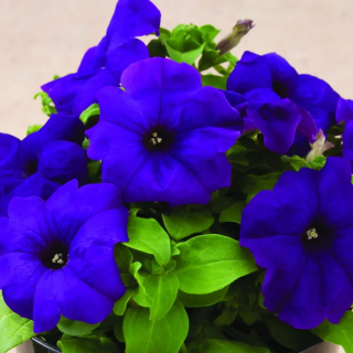 (п.ф.) Петуния Ура Блю, 100 шт (№9-5-43)