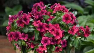 (п.ф.) Катарантус Тату Блек Черри,