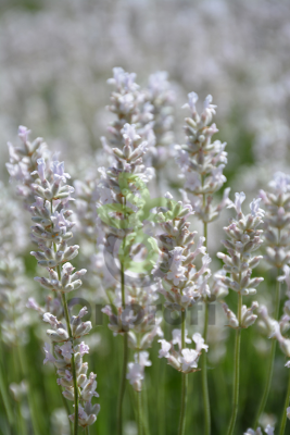 (п.ф.) Лаванда Элеганс Айс F1, 500 шт (№6-51)