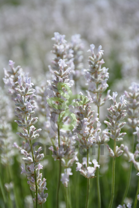 (п.ф.) Лаванда Элеганс Айс F1, 500 шт (№6-51)
