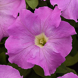 (п.ф.) Петуния Суперкаскад Лилак, 1000 шт (№9-4-96)