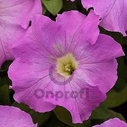 (п.ф.) Петуния Суперкаскад Лилак, 1000 шт (№9-4-96)