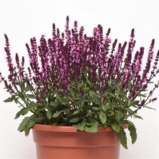 (п.ф.) Сальвия Нью Дименшен Роуз,