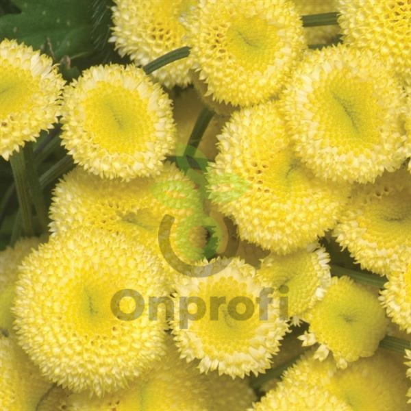 (п.ф.) Матрикария Вегмо Еллоу, 1000 драже (№6-209)