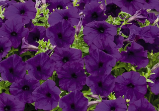 (п.ф.) Петуния Мираж Парпл, 1000 драже (№9-5-61)