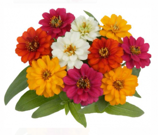 (п.ф.) Циния Профьюжн Дабл Микс F1,