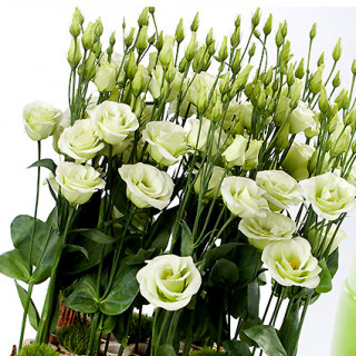 (п.ф.) Эустома Розита II Грин F1,