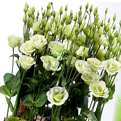 (п.ф.) Эустома Розита II Грин F1,