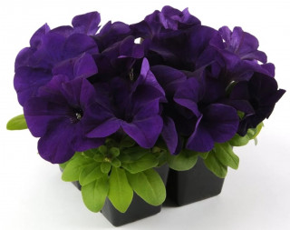 (п.ф.) Петуния ИЗ Райдер Блю F1, 100 драже (№9-4-212)