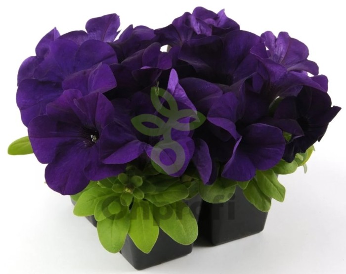 (п.ф.) Петуния ИЗ Райдер Блю F1, 1000 драже (№9-4-212)