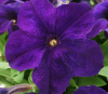 (п.ф.) Петуния ИЗ Райдер Блю F1, 100 драже (№9-4-212)