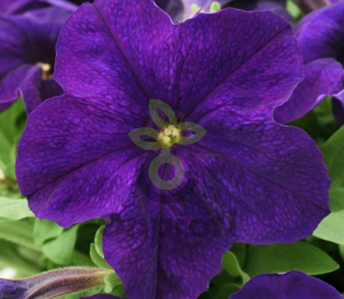 (п.ф.) Петуния ИЗ Райдер Блю F1, 1000 драже (№9-4-212)