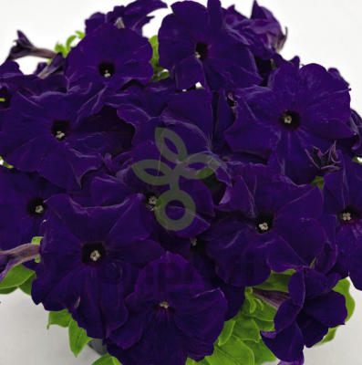 (п.ф.) Петуния ИЗ Райдер Блю F1, 1000 драже (№9-4-212)