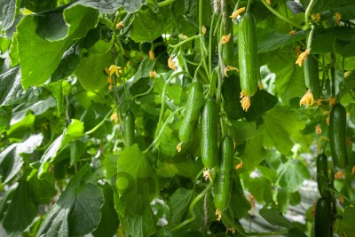 Огурец Ермак F1,