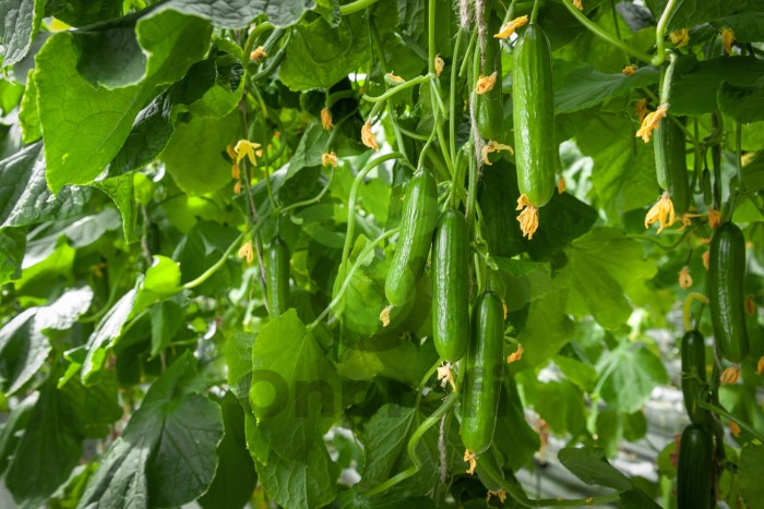 Огурец Ермак F1,