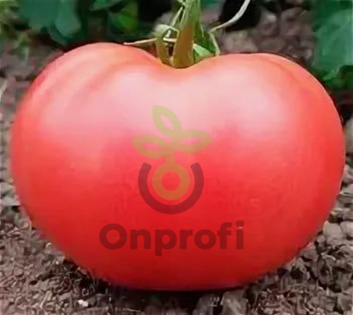 Томат Волгоградские зори,