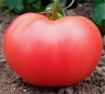 Томат Волгоградские зори,