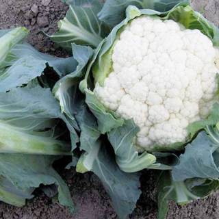 Капуста цветная Телерджи F1,