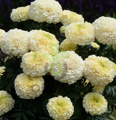 (п.ф.) Бархатцы Вайтголд Макс F1,