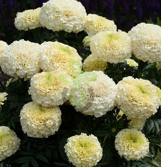 (п.ф.) Бархатцы Вайтголд Макс F1,