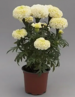 (п.ф.) Бархатцы Вайтголд Макс F1,