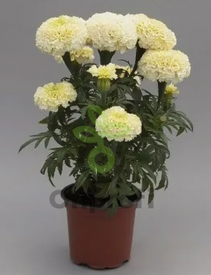 (п.ф.) Бархатцы Вайтголд Макс F1,