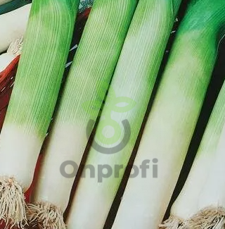 Лук порей Слон, 0,5гр (фасовка)