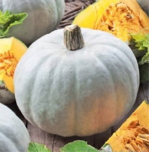 Тыква крупноплодная Волжская серая 92, 5гр (фасовка)