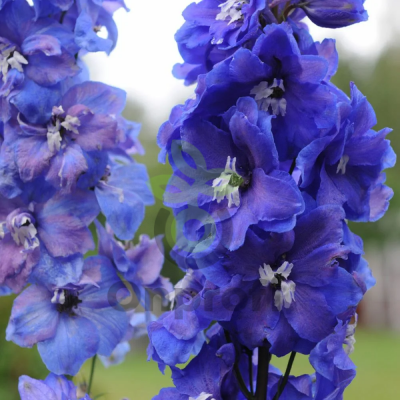 (п.ф.) Дельфиниум Гардиэн Блю F1, 10шт Гавриш (№6-1)