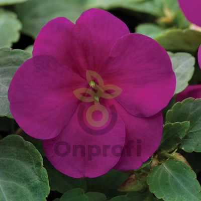 (п.ф.) Бальзамин Баланс Бургунди,