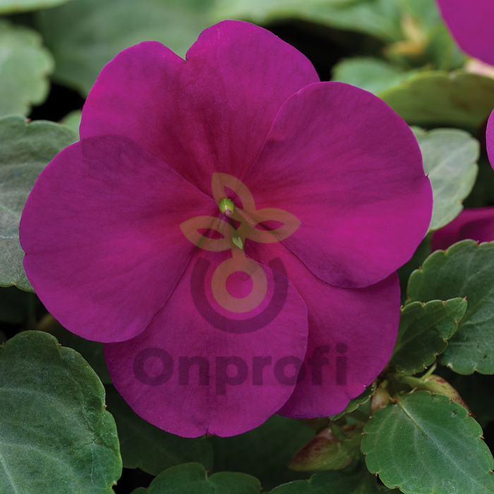 (п.ф.) Бальзамин Баланс Бургунди, 100 шт (№2-8)