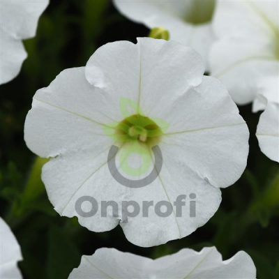 (п.ф.) Петуния Шок Вейв Коконат F1, 100 драже (80)