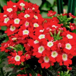 (п.ф.) Вербена Кварц Ред Виз Ай, 250 шт (№6-24)