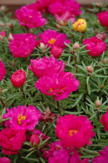 (п.ф.) Портулак Хеппи Трилс Фуксия F1,