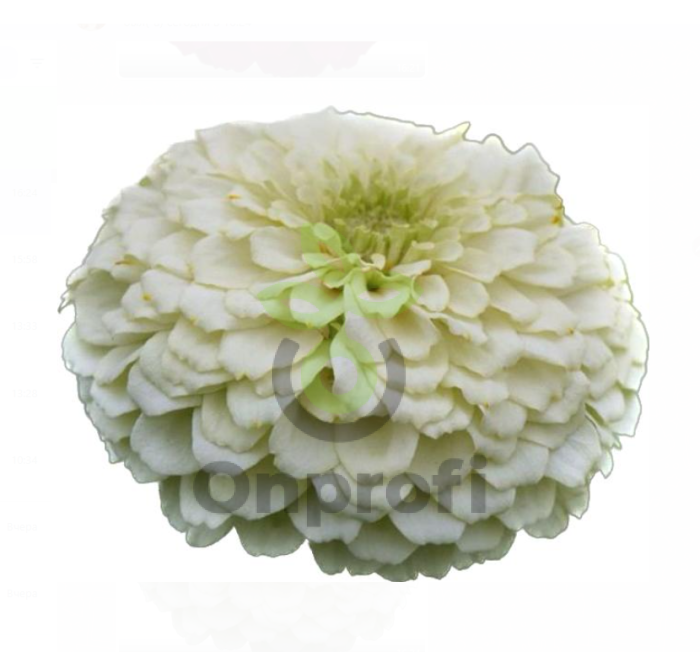 (п.ф.) Циния Зести Вайт, 100 шт (№6-136)