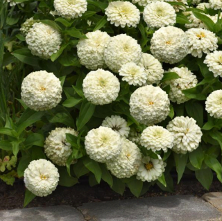 (п.ф.) Циния Зести Вайт, 100 шт (№6-136)