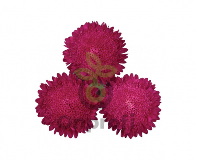 (п.ф.) Астра Бонита Пинк, 250 шт (№1-18)